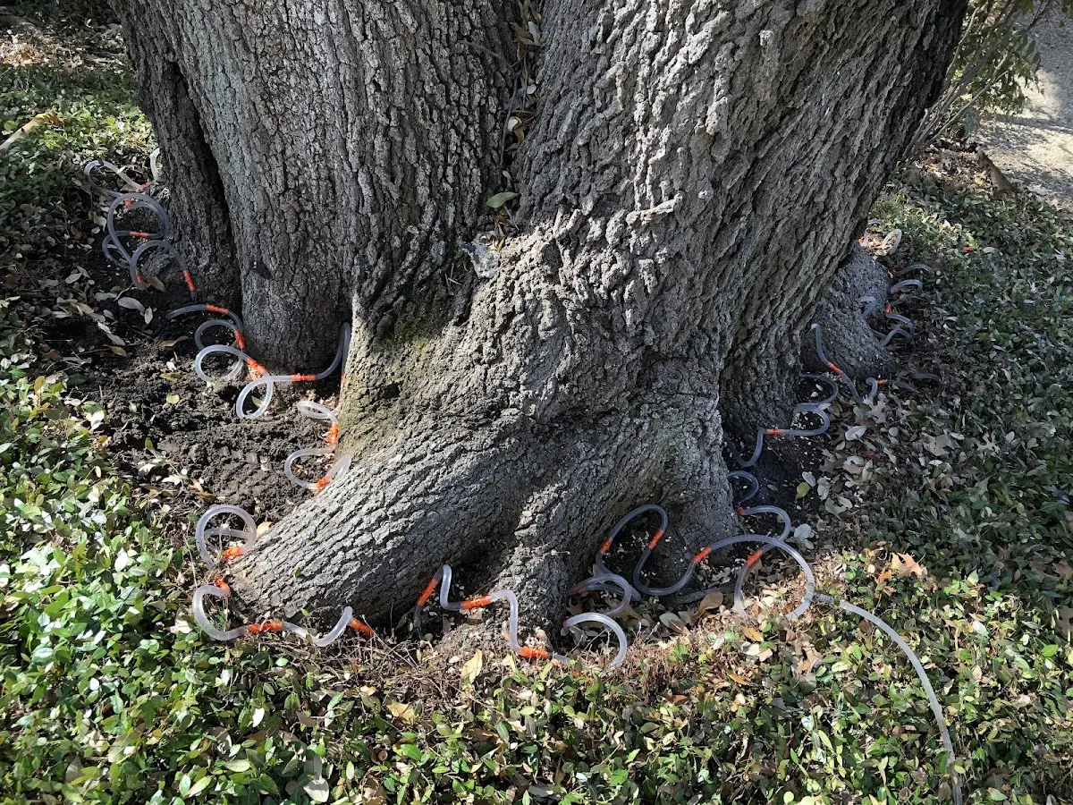 Detailed Tree Cabling and Bracing job site in Ligonier